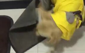 Cute Labrador Having The Zoomies - Animals - VIDEOTIME.COM
