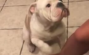 Doggo In Dire Need Of Cuddles - Animals - VIDEOTIME.COM