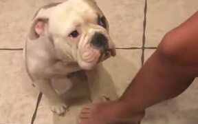 Doggo In Dire Need Of Cuddles - Animals - VIDEOTIME.COM