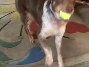 Doggo Looks Very Happy To Be Playing Fetch