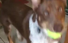 Doggo Looks Very Happy To Be Playing Fetch - Animals - VIDEOTIME.COM