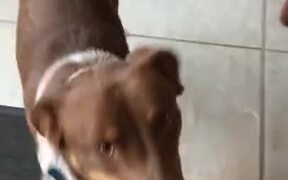 Doggo Looks Very Happy To Be Playing Fetch - Animals - VIDEOTIME.COM
