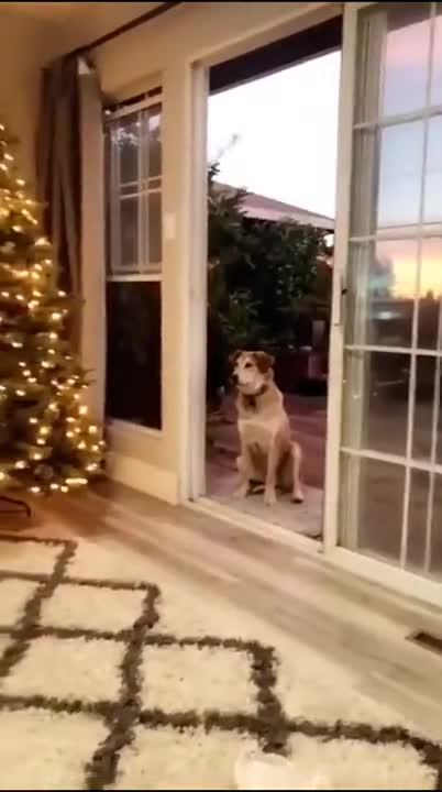 Doggo, There Is No Door!