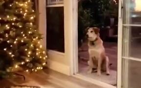 Doggo, There Is No Door! - Animals - VIDEOTIME.COM