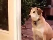 Doggo, There Is No Door!