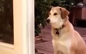 Doggo, There Is No Door! - Animals - VIDEOTIME.COM