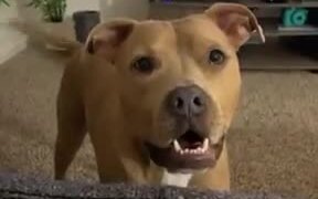 Cute Dog Asking For Pets - Animals - VIDEOTIME.COM