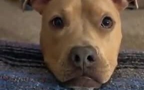 Cute Dog Asking For Pets - Animals - VIDEOTIME.COM