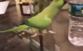 Cute Parrot Flips Over Bottles - Animals - VIDEOTIME.COM