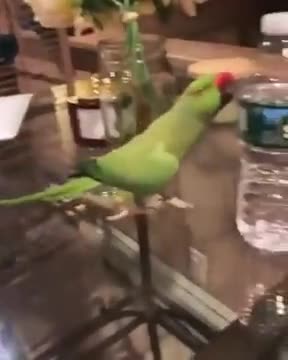 Cute Parrot Flips Over Bottles