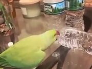 Cute Parrot Flips Over Bottles