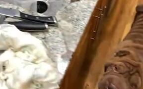 Shar Peis With The Best Table Manners - Animals - VIDEOTIME.COM