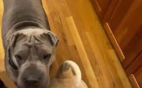 Shar Peis With The Best Table Manners - Animals - Videotime.com
