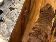 Shar Peis With The Best Table Manners