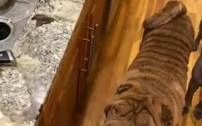 Shar Peis With The Best Table Manners - Animals - VIDEOTIME.COM
