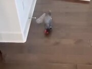 Parrot Having Fun Flinging Bottles