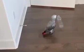 Parrot Having Fun Flinging Bottles - Animals - VIDEOTIME.COM