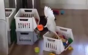 Cockatoo Sipping Tea Like Nobody's Business - Animals - VIDEOTIME.COM
