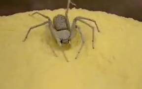 The Infamous Sand Spider In Action - Animals - VIDEOTIME.COM