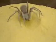 The Infamous Sand Spider In Action