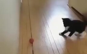 Kitten Having A Great Time - Animals - VIDEOTIME.COM