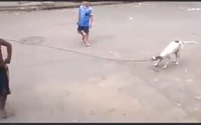 Doggo Great With Skipping Rope - Animals - VIDEOTIME.COM