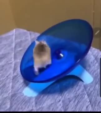 This Hamster Hasn't Been Training Hard