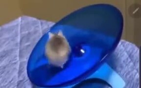 This Hamster Hasn't Been Training Hard - Animals - VIDEOTIME.COM