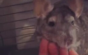 Even Rats Can Be Absolute Cutie Pies - Animals - VIDEOTIME.COM