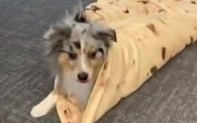How To Make A Doggo Wrap - Animals - VIDEOTIME.COM