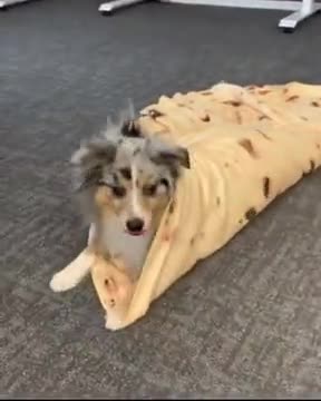 How To Make A Doggo Wrap