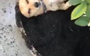 Dogs Really Do Love Dirt - Animals - VIDEOTIME.COM