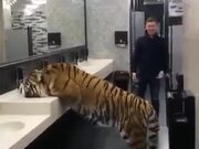 Oh My God, Tiger In A Bathroom!