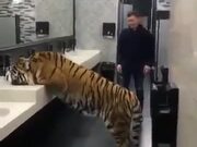 Oh My God, Tiger In A Bathroom!