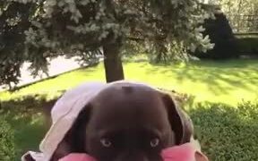 Dog Eats Watermelon While Making A Weird Face - Animals - VIDEOTIME.COM