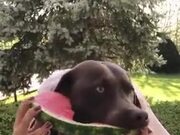 Dog Eats Watermelon While Making A Weird Face