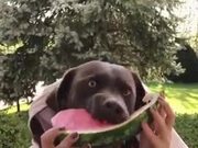 Dog Eats Watermelon While Making A Weird Face