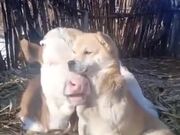 Dog And Cow Are Buddies