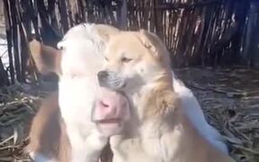 Dog And Cow Are Buddies - Animals - VIDEOTIME.COM