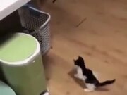 A Cat Fishing For A Kitten