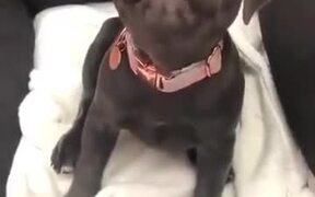 Little Puppy Literally Sounds Like A Goose - Animals - VIDEOTIME.COM