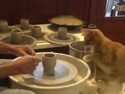 Cat Is Rather Good At Pottery