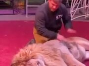 Manhandling A Huge Lion