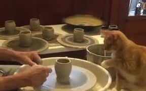 Cat Is Rather Good At Pottery - Animals - VIDEOTIME.COM
