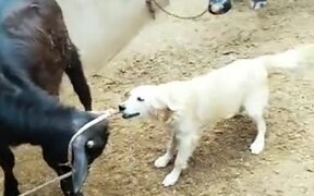 Dog Helps Calf Get Untied - Animals - VIDEOTIME.COM