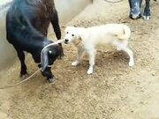 Dog Helps Calf Get Untied