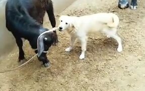 Dog Helps Calf Get Untied - Animals - VIDEOTIME.COM