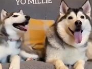 Siberian Husky Asks For A Kiss, Doesn't Get One - Animals - Y8.COM
