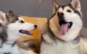 Siberian Husky Asks For A Kiss, Doesn't Get One - Animals - VIDEOTIME.COM
