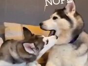Siberian Husky Asks For A Kiss, Doesn't Get One